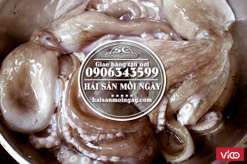 Bạch tuộc 2 da dẻo có thể chế biến được rất nhiều món ngon