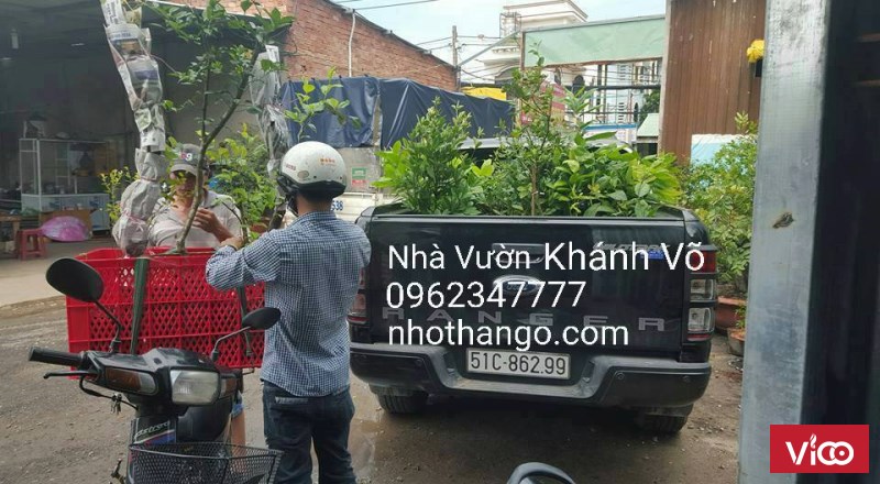 Bán cây Cherry giá rẻ HCM