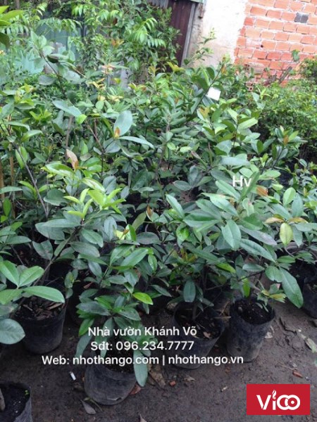 Bán cây Cherry giá rẻ HCM