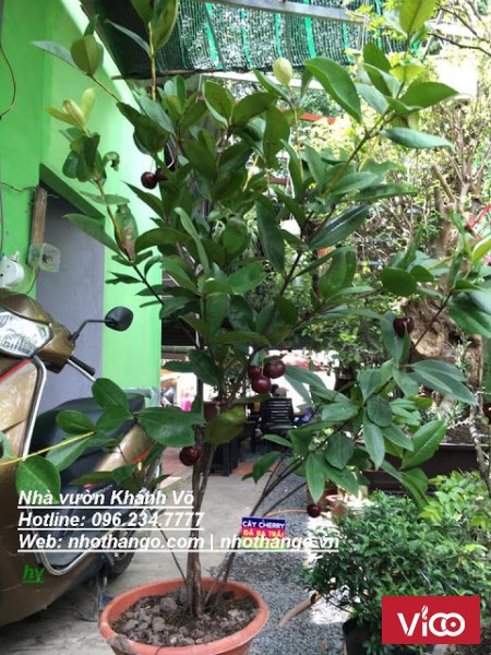 Bán cây Cherry giá rẻ HCM