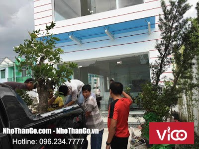 Bán cây Cherry giá rẻ HCM