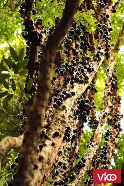 NHO THÂN GỖ GIÁ RẼ