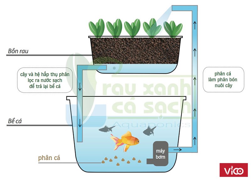 Lắp đặt hệ thống tự trồng rau sạch tại nhà Aquaponics