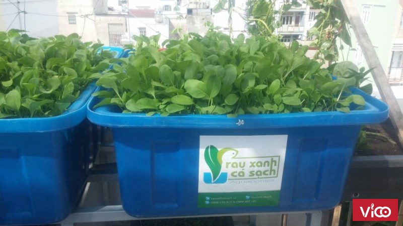 Tự Trồng Rau Tại Nhà với hệ thống trồng rau sạch Aquaponics