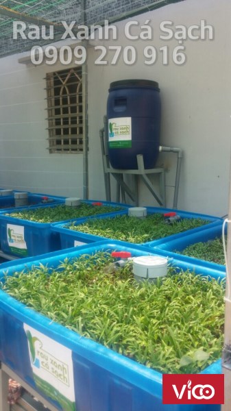Tự Trồng Rau Tại Nhà với hệ thống trồng rau sạch Aquaponics