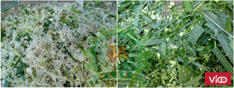Giới thiệu máy thái chuối 4 chân thế hệ mới với chất lượng tốt hơn