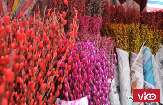 Bán sỉ , lẻ nụ tầm xuân, bông lau ngày tết