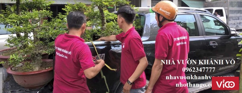 Bán cây Cherry giá rẻ HCM