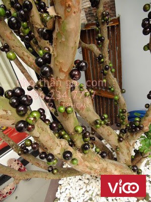 Cách trồng và chăm sóc cây nho thân gỗ Jabuticaba