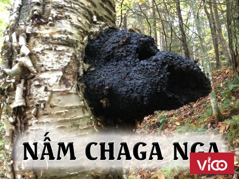 Nấm Chaga Nga hàng xách tay 100% nguyên chất
