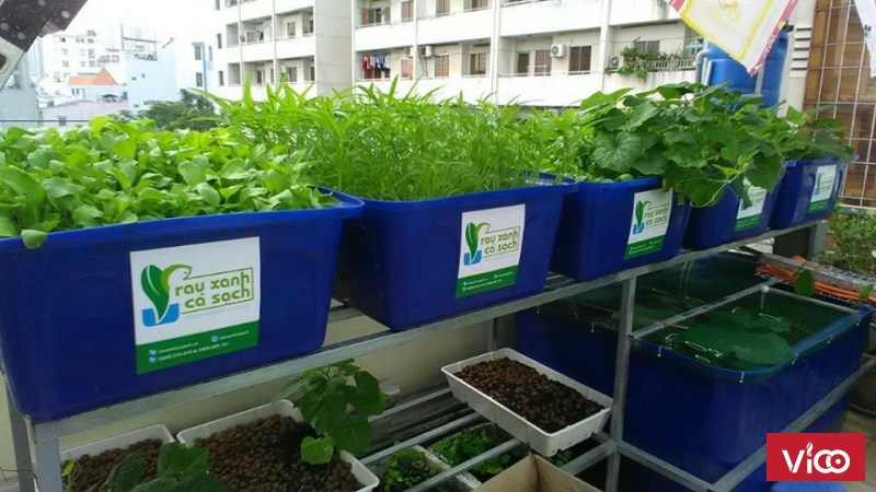 Trồng Rau Xanh Nuôi Cá Sạch Tại Thành Thị