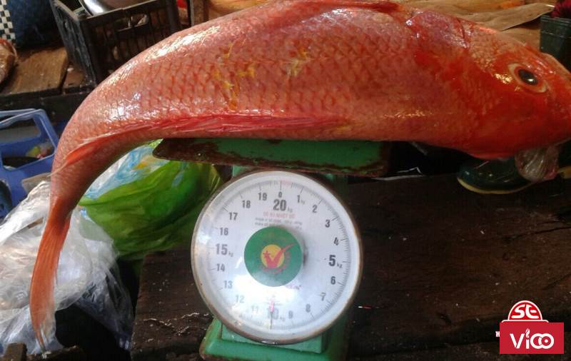 Cá hồng biển vào hàng nha mọi người