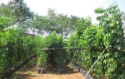 Cây Giáng Hương, Chiều cao từ 2m trở lên