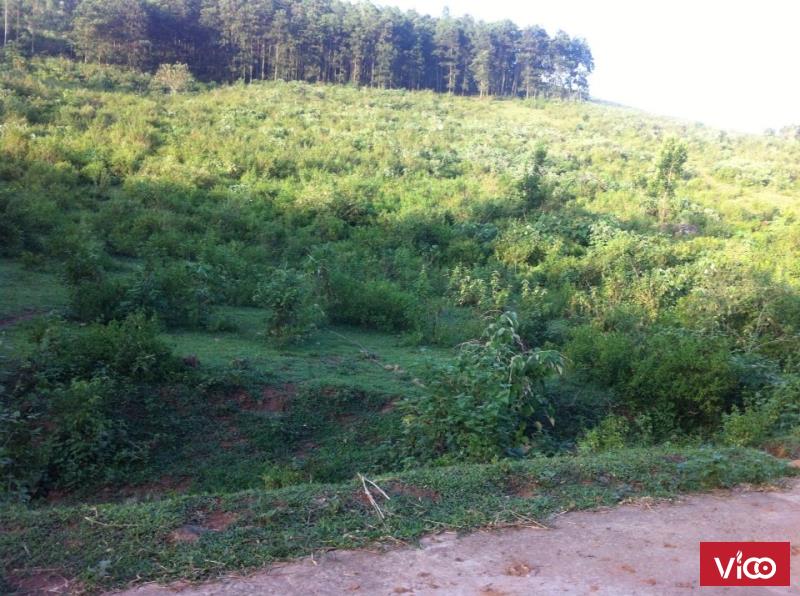 Bán 30 sào đất giá rẻ đông xuân quốc oai hà nội