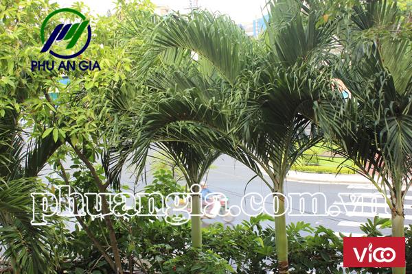 Đất MT đường ĐÔNG KINH NGHĨA THỤC Sơn Trà Đà Nẵng, 65tr/m2