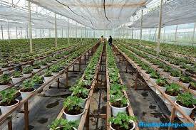 Màng nhà kính, màng nhà kính bình minh,