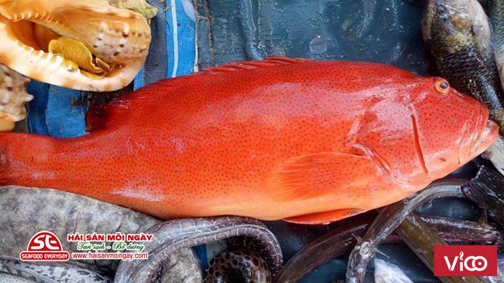 Cá bò da, cá mú đỏ vào hàng nha mọi người, cá có thể nấu lẩu, hấp, nướng