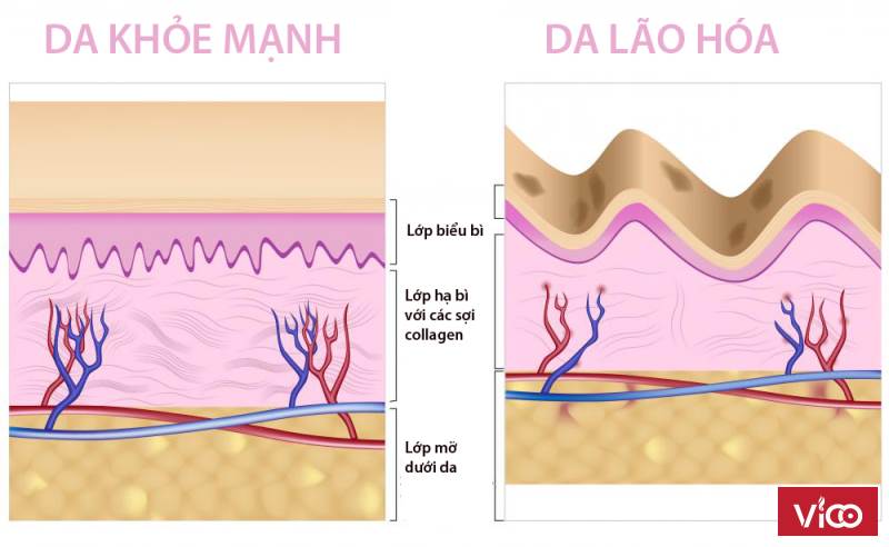 Làm cách nào để bổ sung collagen cho cơ thể