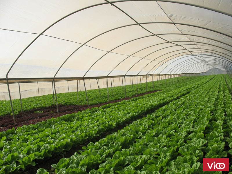 Màng PE, màng nhà kính, nhà màng,thanh nẹp zíc zắc, dây chống bão, lưới chắn côn trùng