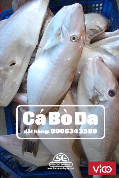 Cá Bò Da được chế biến thành nhiều món ngon bởi những đầu bếp hàng đầu