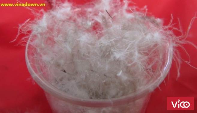 Chuyên mục thu mua lông nhung thừa định mức với giá cao