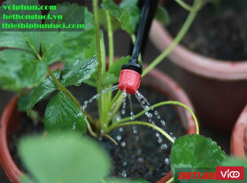 Hệ thống tưới nhỏ giọt,