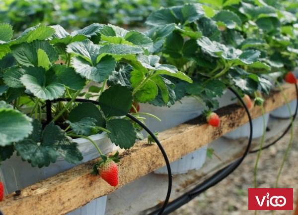 Hướng dẫn làm hệ thống tưới nhỏ giọt,