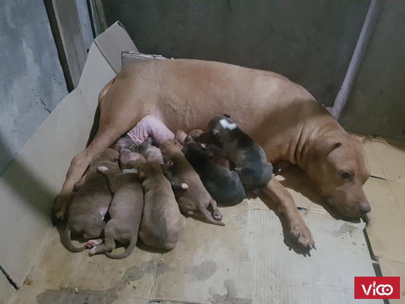 Giao lưu chó pitbull lấy điện thoại