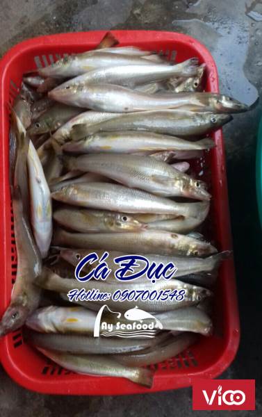 Cá đục nướng trên bếp than hồng, cuốn bánh tráng