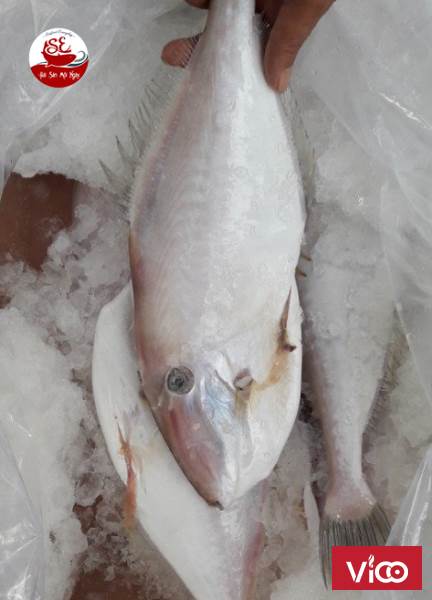 Cá Bò Da sẽ mang lại cho bạn một hương vị khó quên