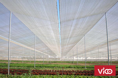 Công ty sản xuất lưới chắn côn trùng nhà kính, lưới chắn côn trùng nông nghiệp.