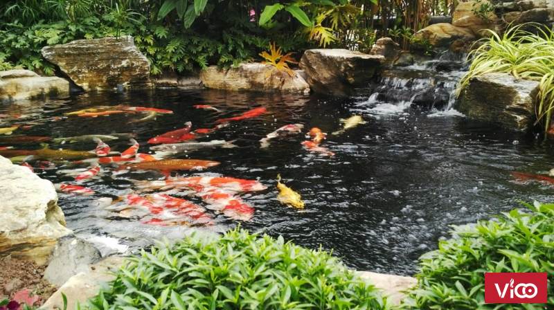 Xây dựng hồ cá koi và dự trù chi phí