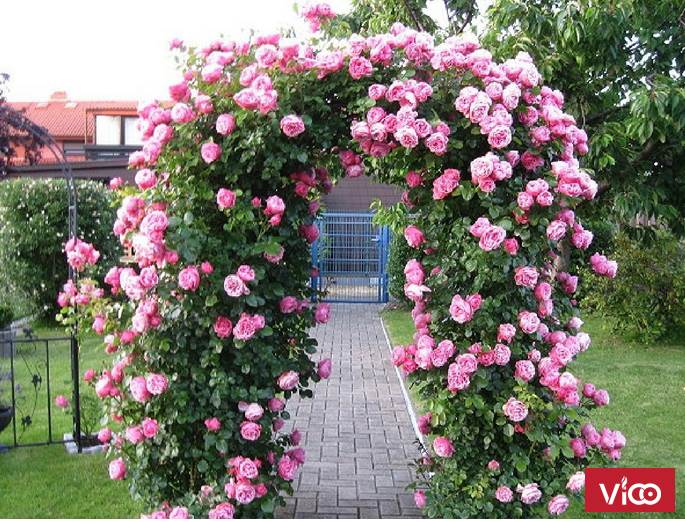 Hoa cầm tay cô dâu hoa mẫu đơn