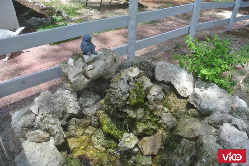 Làm thế nào để để đảm bảo sự sống tốt cho đàn Koi