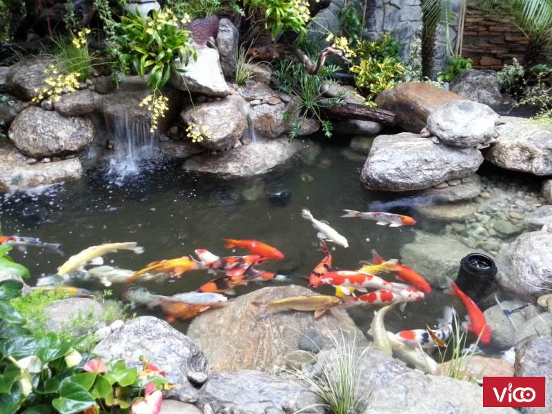 Tiêu chuẩn khi thi công bể cá koi cần chú ý