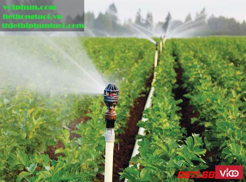Tưới phun mưa cho rau, hệ thống tưới phun mưa, tưới phun mưa trồng rau sạch, ưu điểm tưới phun mưa