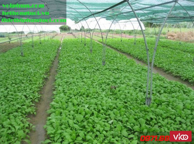 Tưới phun mưa cho cây ăn quả, hệ thống tưới phun mưa, thiết kế hệ thống tưới phun mưa