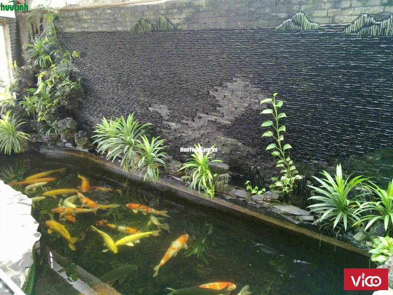 Dịch vụ tư vấn sử dụng thức ăn nuôi cá koi