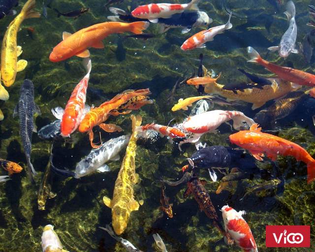 Cá cảnh chăm sóc như thế nào