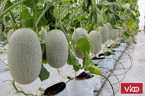 Hệ thống tưới nhỏ giọt tây ban nha