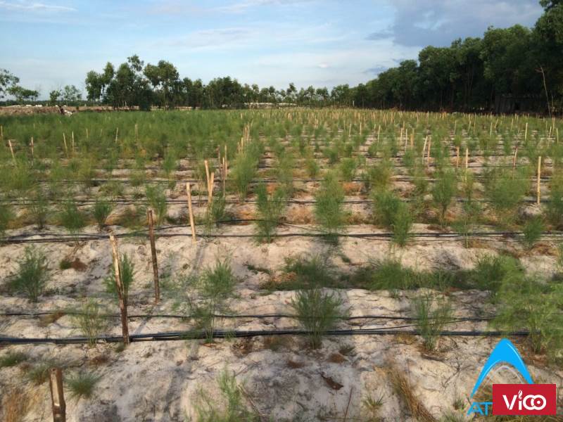 Hệ thống tưới nhỏ giọt cây trái,