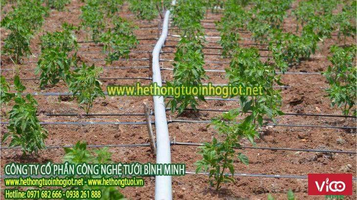 tưới nhỏ giọt, hệ thống tưới nhỏ giọt trong nhà kính,
