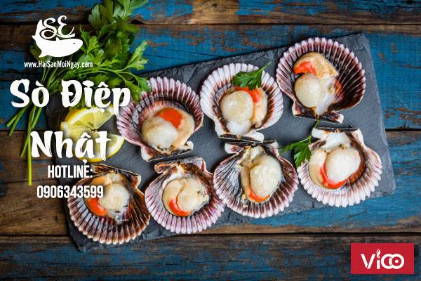 Sò điệp là một loại hải sản quen thuộc với phần cùi thịt trắng