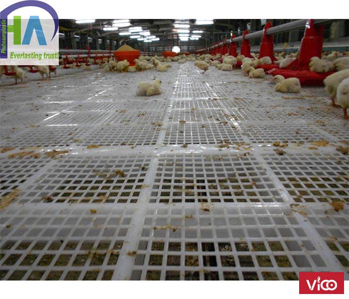 Tấm nhựa lót sàn chăn nuôi 50x100 chất lượng cao giá ưu đãi