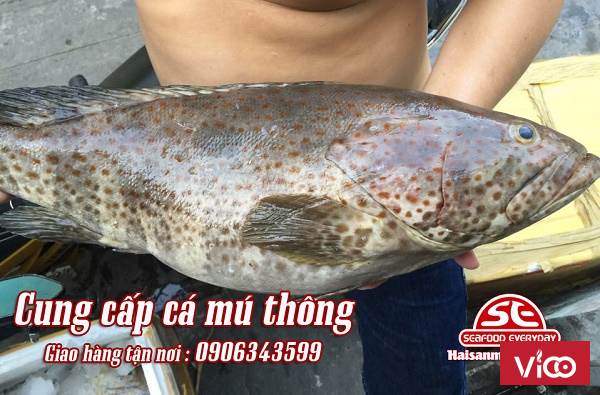Cá Mú Thông là một loại cá biển, thuộc họ nhà cá mú