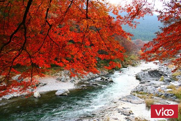 Tour ngắm lá vàng Okutama