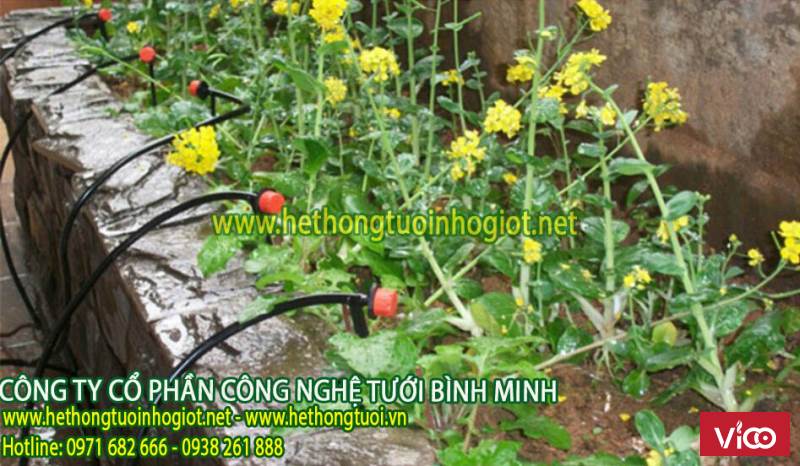 hệ thống tưới nhỏ giọt,hệ thống tưới nhỏ giọt gia đình, cách tưới cây nhỏ giọt