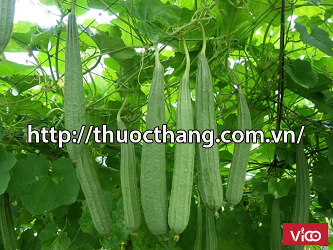 Thuốc dân gian chữa bệnh viêm xoang từ cây mướp khía