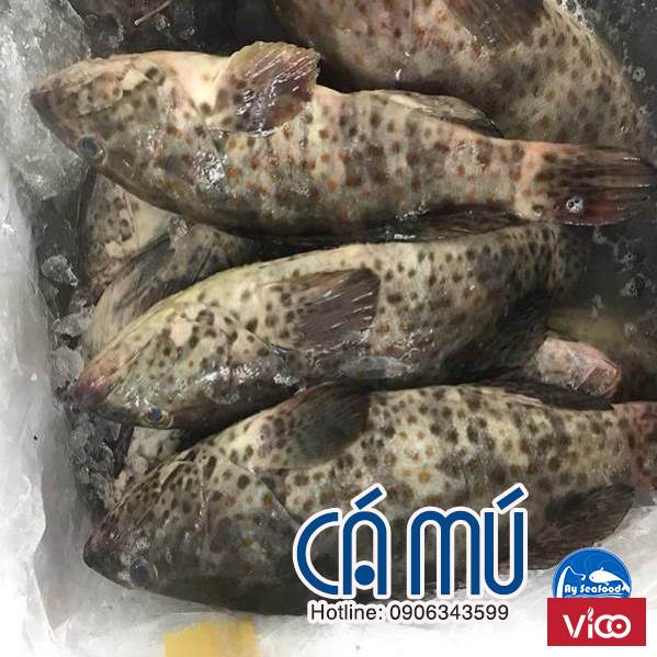 Các bước thực hiện cá mú hấp Hong Kong