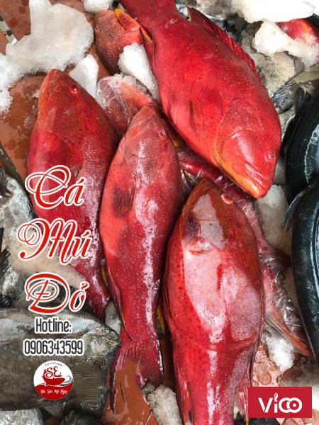 cá mú đỏ rất đặc trưng nên có thể chế biến thành rất nhiều món ngon